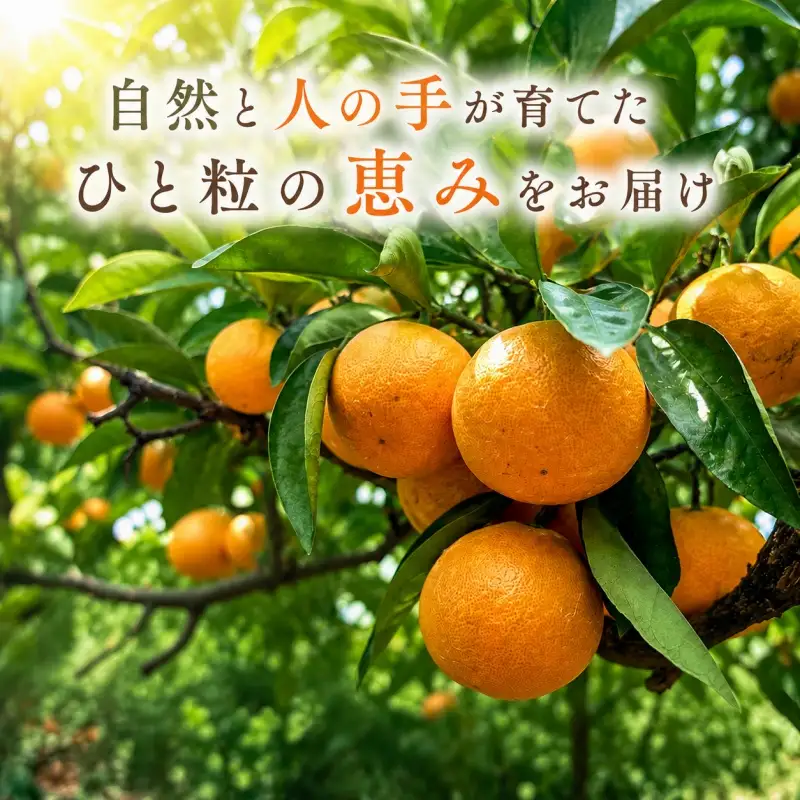 特選 ゆら早生 一級品 5kg / 和歌山 有田 広川 ゆら早生 早生みかん 柑橘 果物 くだもの ギフト フルーツ 果実 ※2026年10月下旬～11月中旬頃に順次発送予定【hkt003-p-5】