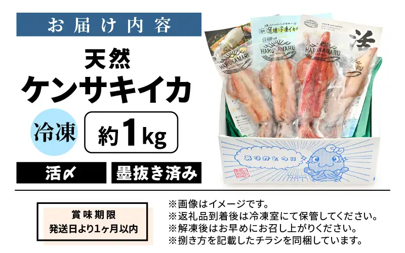 お刺身で食べる 天然 ケンサキイカ 約1kg 活きたイカをご提供している漁師が活〆！[m36-b004]