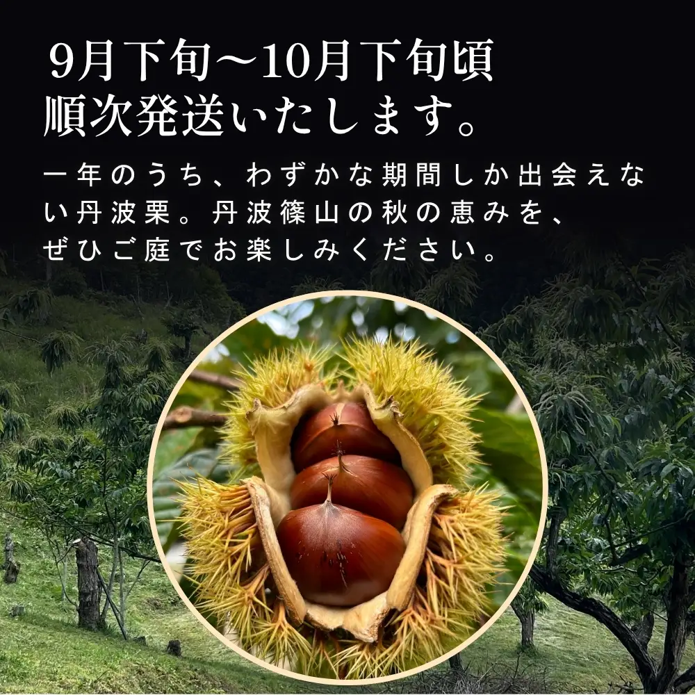 丹波栗 3L 1kg 品評会受賞 温湯消毒 栗