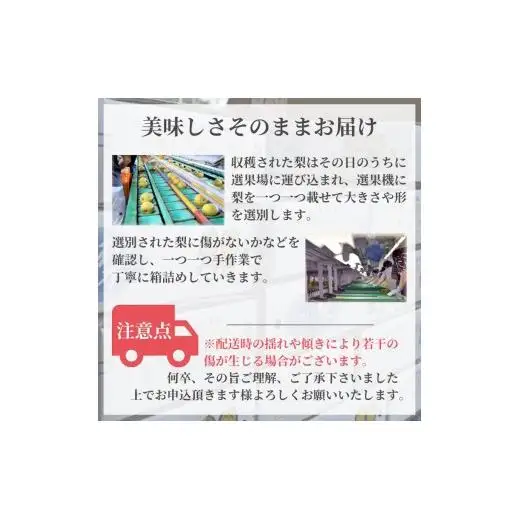 【2026年秋収穫分】豊水 梨 5kg 12～16玉 予約受付 しろいの梨 果汁たっぷり ジューシー みずみずしい 甘い 美味しい