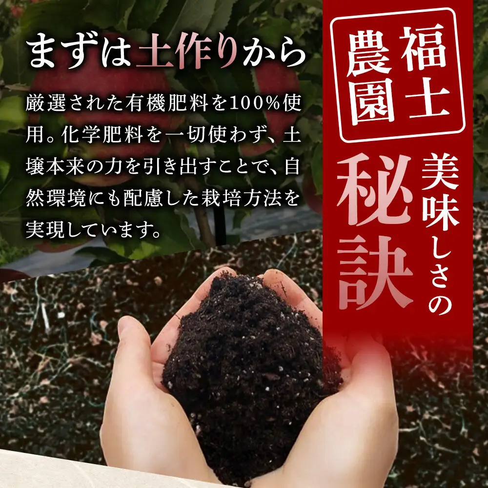 【26年9月下旬～発送】りんご とき【家庭用】約10kg 糖度14度以上保証 青森県 弘前市