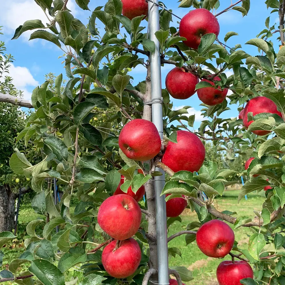 【26年9月下旬発送】りんご 華宝【家庭用】約3kg【希少品種】青森県 弘前市
