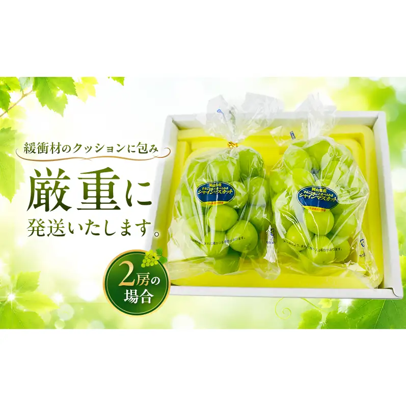 ぶどう 2026年 先行予約 定期便 赤秀ぶどう プレミアム シャインマスカット 晴王 2房 1.2kg 9月・10月 2回発送  岡山県産 シャインマスカット