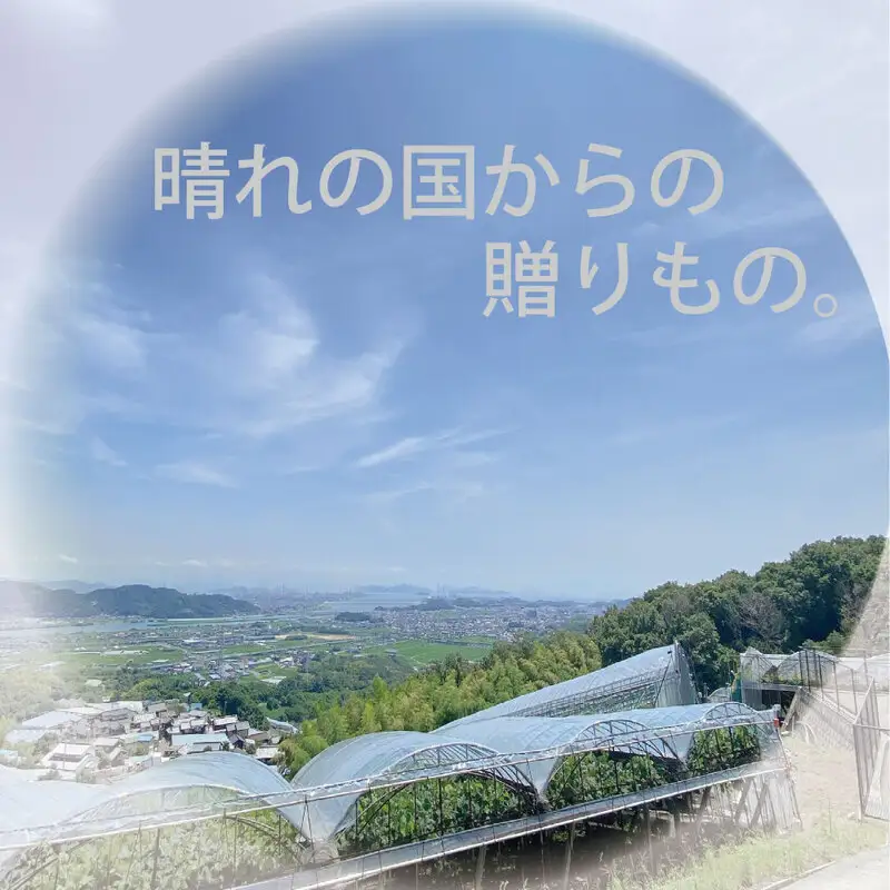 [HS]ぶどう先行予約9月・10月発送シャインマスカット晴王2kg箱（3～5房） 岡山県産 シャインマスカット