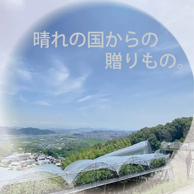 [HS]【定期便全2回】ぶどう先行予約9月・10月発送シャインマスカット晴王2kg箱（3～5房） 岡山県産 シャインマスカット