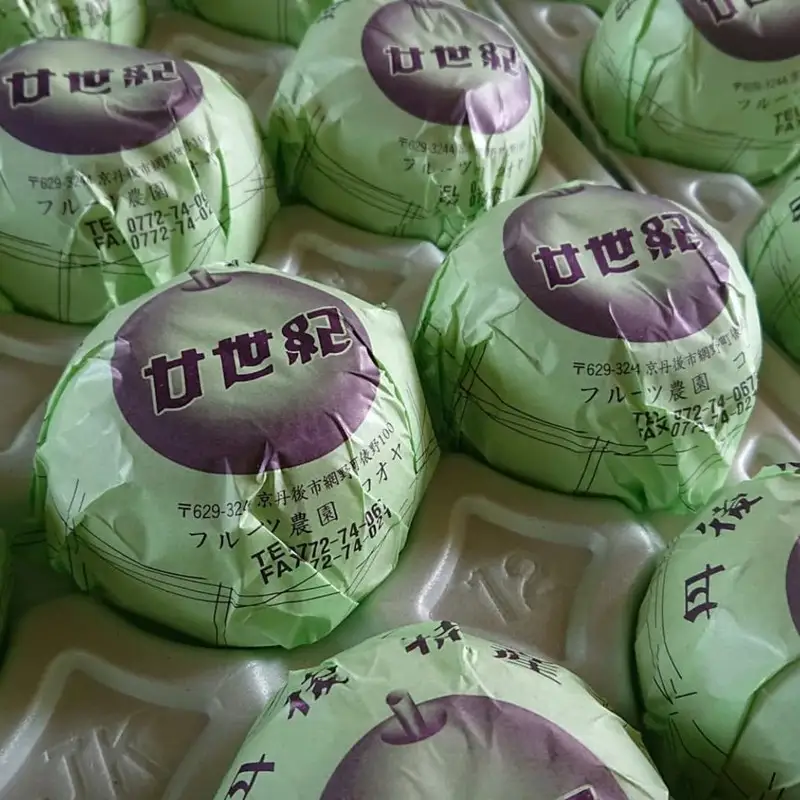 【先行予約／数量限定100】廿世紀梨 3kg（2026年9月上旬～発送）　フルーツ くだもの 国産 梨 二十世紀 20世紀 廿世紀 ふるさと 納税 梨 ふるさと納税 フルーツ ふるさと 納税 20世紀梨