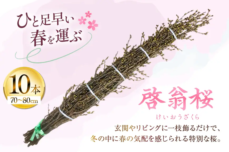 【期間限定発送】 桜 啓翁桜 10本