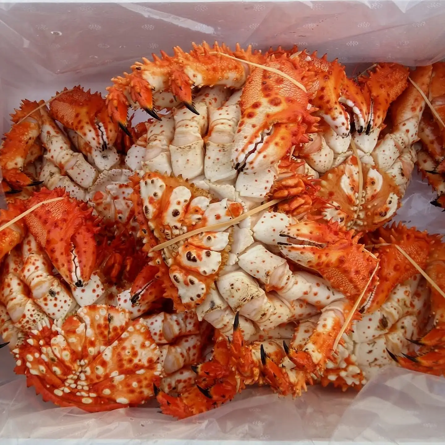 【北海道根室産】茹でたて花咲ガニ3～5尾 計1.8kg前後(チルド便) B-57032