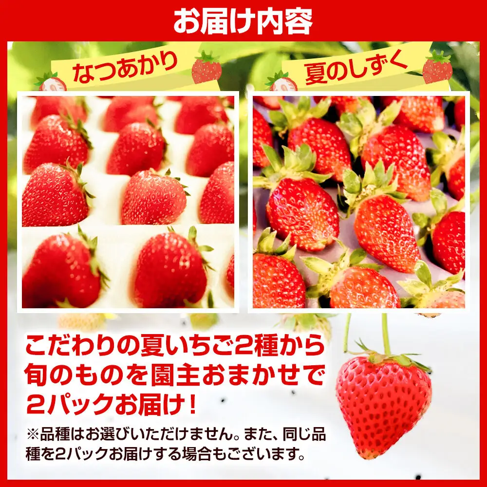 《近畿以北限定》 夏イチゴ専門農園の園主おすすめ！ 仙北市産 夏イチゴ 約600g（約300g×2パック）