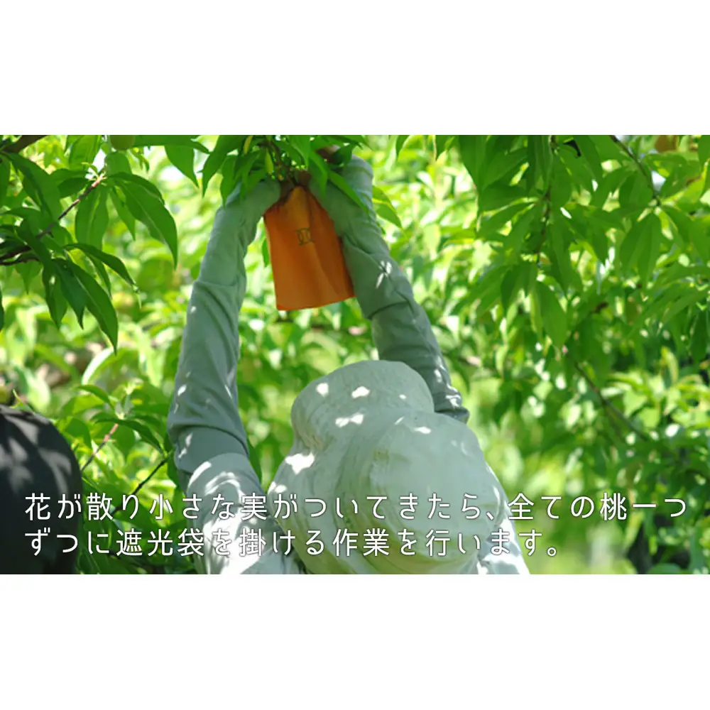 岡山の桃　8月 - 9月　晩生の桃　1kg【8月以降発送】