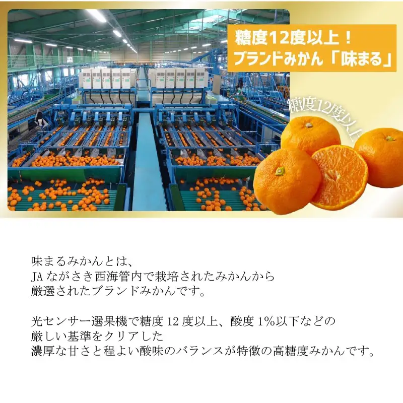 【 早期受付 】西海みかん 味まる 3kg 糖度12度以上 ブランドみかん 佐世保 【 11月発送 】