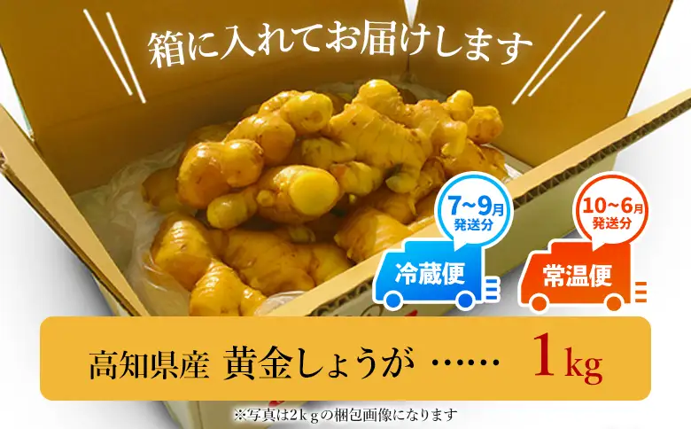 黄金しょうが 約1kg Xnb-0009