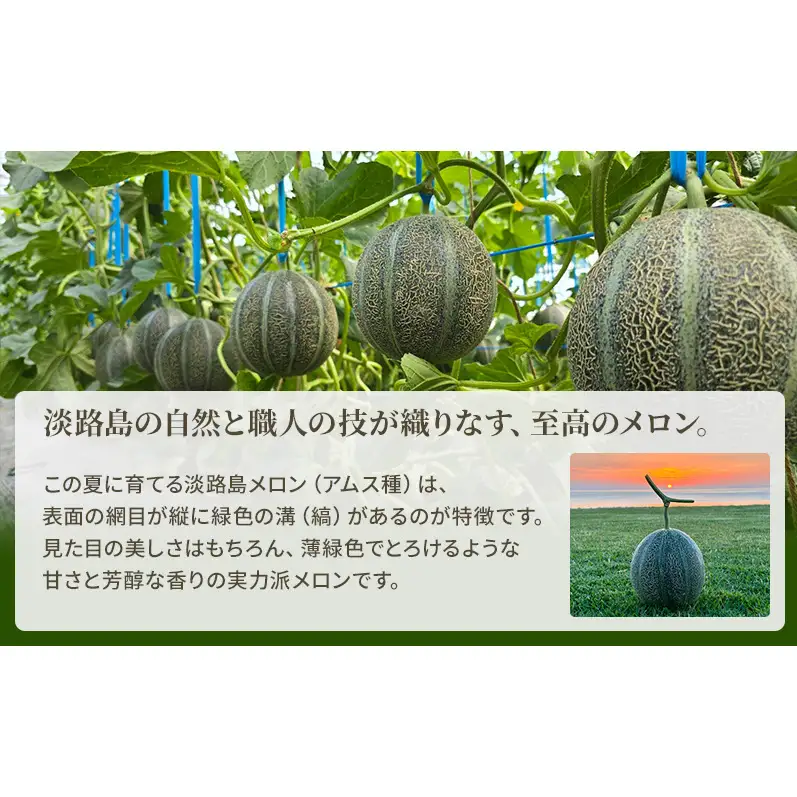 アムスメロン 特級4L玉 2個(化粧箱入り) 洲本市 淡路島