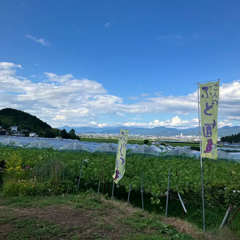 ぶどう狩り体験 (小学生以下2名まで利用) FY26-093