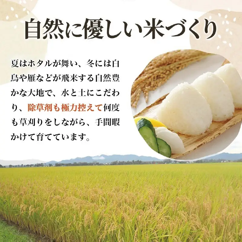 令和8年産 【10月配送】 新潟県上越市産 みずほの輝き 5kg 先行予約 新米 蛍の里