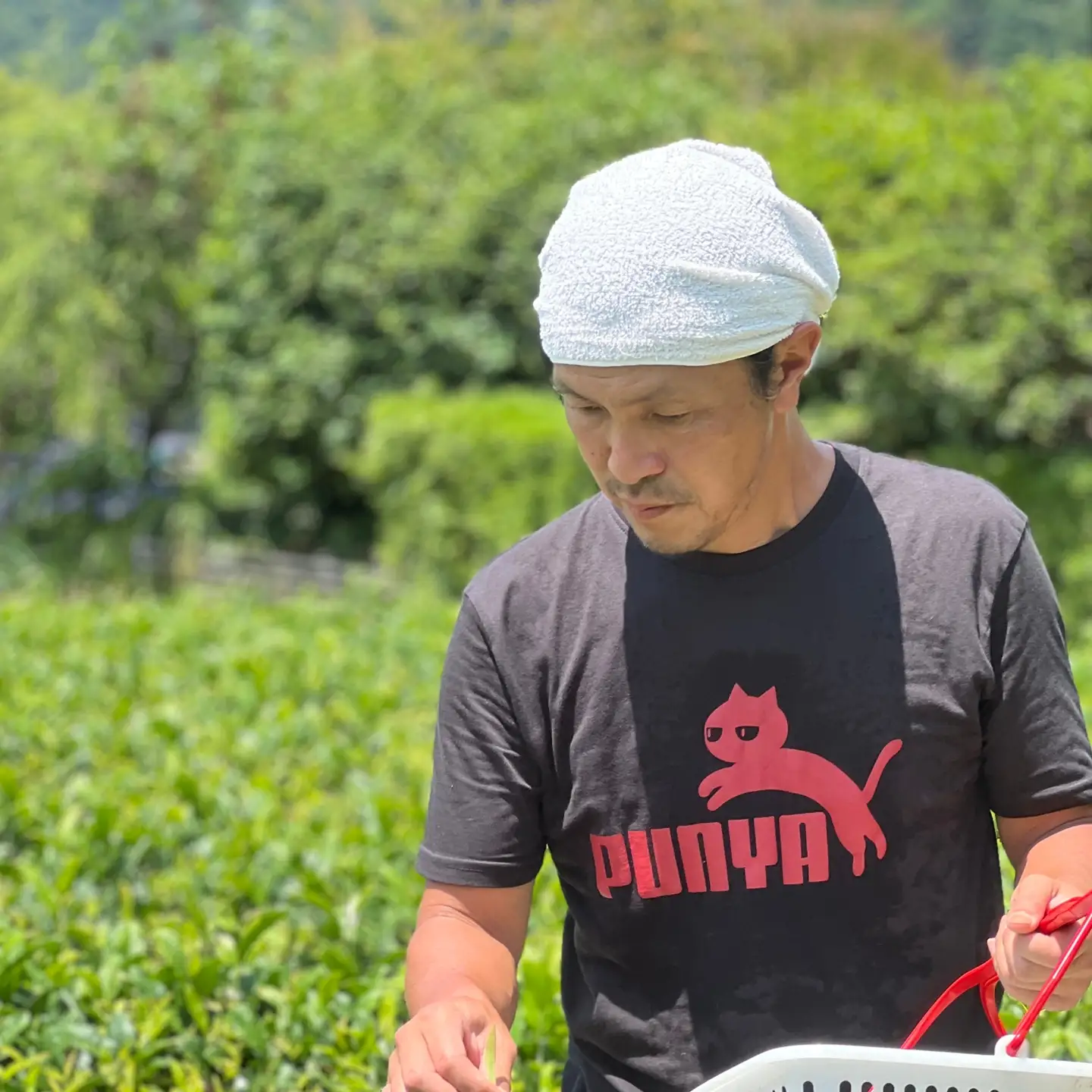 【３個セット】水源の森で育った自然栽培茶　竜集和紅茶【 茶 紅茶 茶葉 美味しい神奈川県 山北町 】