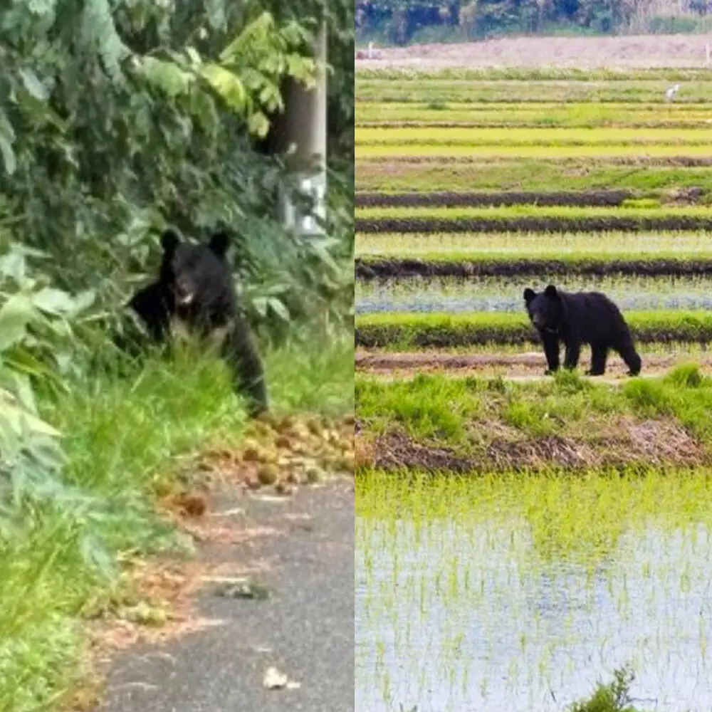 【返礼品なし】秋田県三種町 クマ被害対策支援 9,000円