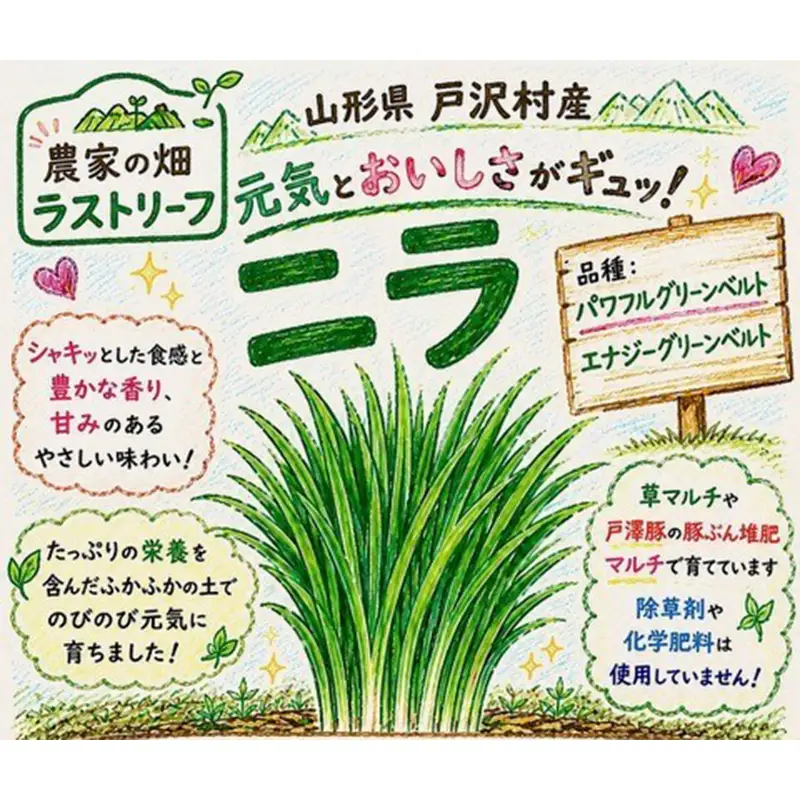 山形県 戸沢村産 にら 5kg(50束) 2026年5月下旬から順次発送 国産 野菜 やさい 韮 ニラ 料理 餃子 炒め物 惣菜 自宅 家庭 F7W-0340