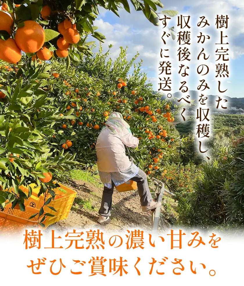 みかん ご家庭用 崖っぷち蜜柑 若野産 約5kg 2S～Lサイズ混合