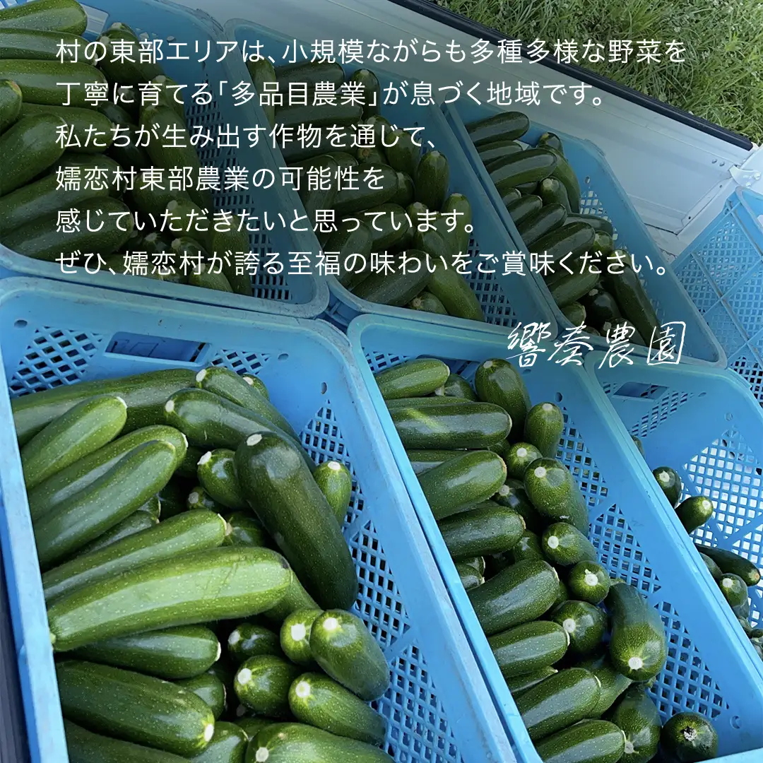 旬の採れたて 新鮮 ズッキーニ 2kg （約6～12本） [BT003tu]