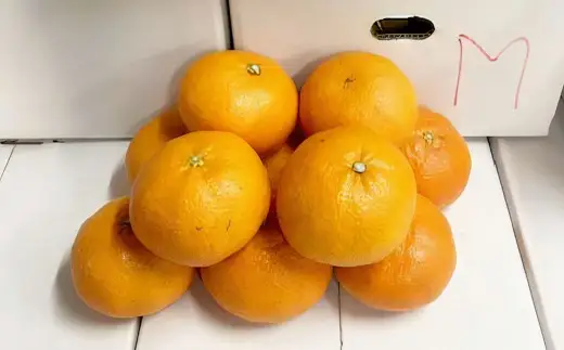 甘平 約2kg みかん ミカン 蜜柑 柑橘 柑橘系 柑橘類 くだもの 果物 フルーツ 果実 果汁 果肉 国産 愛媛県産 愛媛みかん かんぺい 果肉感 【2027年2月下旬-4月下旬発送予定】 ( 1118 )