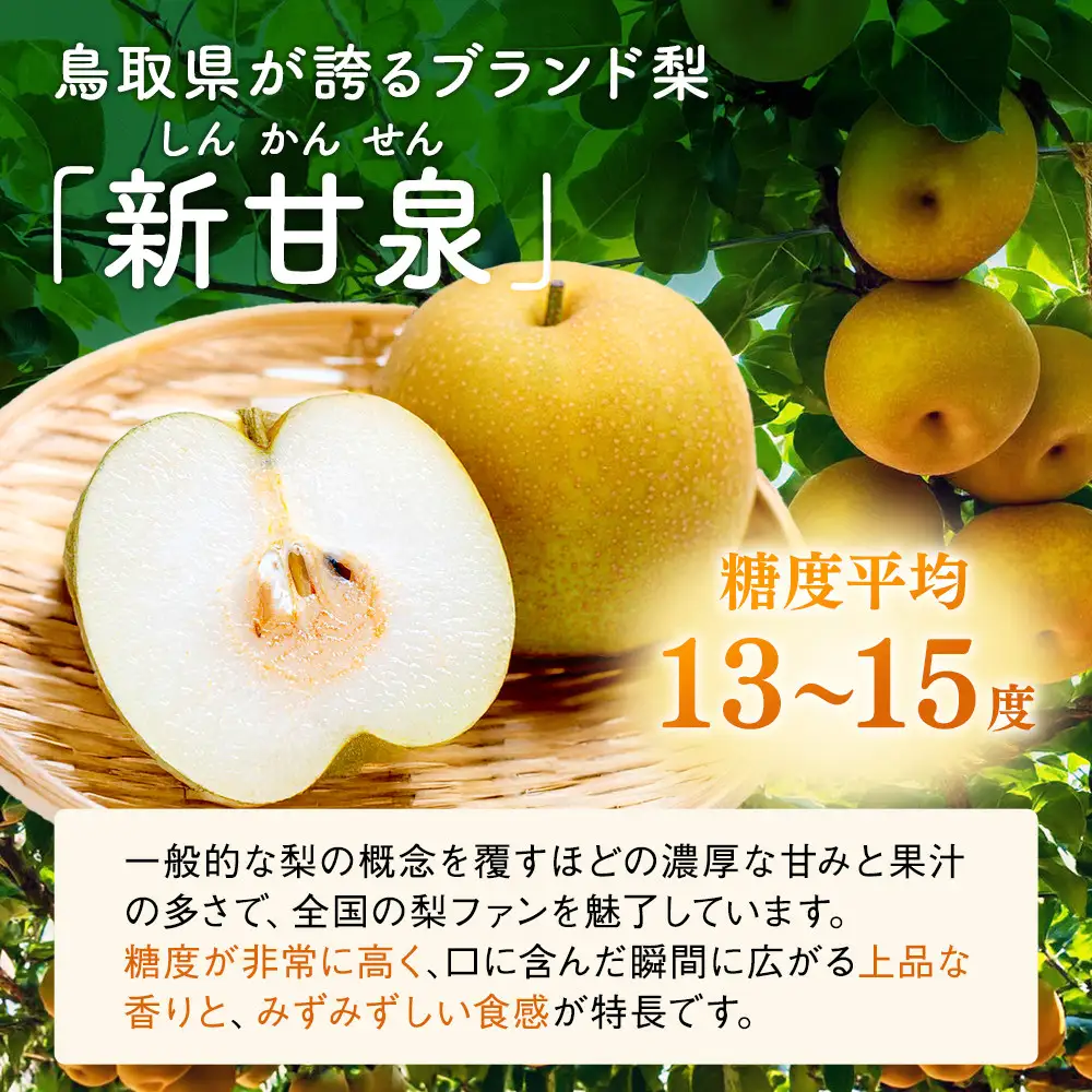 東商果樹園 新甘泉 (訳あり) 3kg【8月下旬以降お届け】