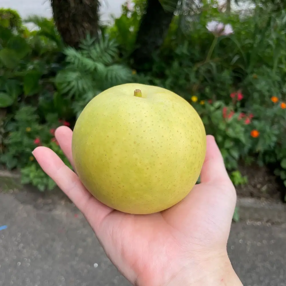 有梨の実石田 二十世紀梨 (ギフト用)5kg【8月下旬以降お届け】