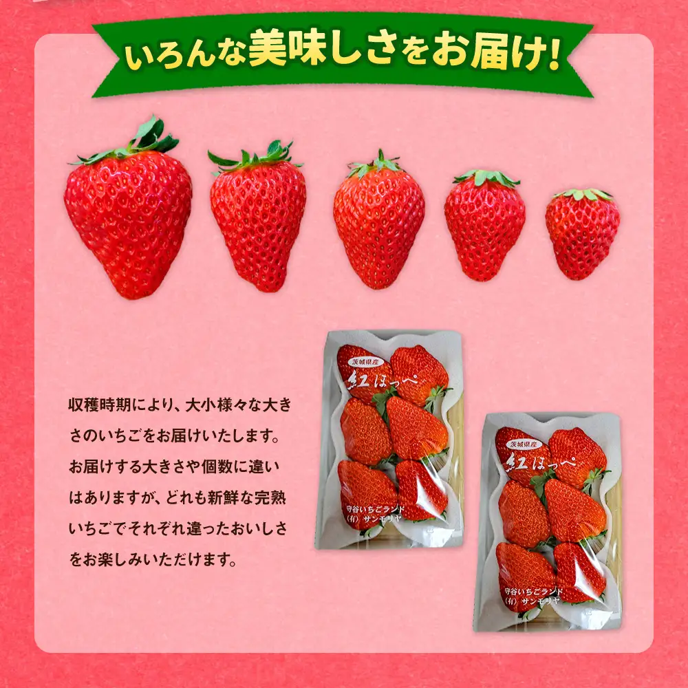 【先行予約】紅ほっぺ 2箱 4パック（合計1,080g以上） ※2027年2月～発送 | いちご 苺 フルーツ 果物 くだもの 果実 完熟 冷蔵 守谷市産 茨城県 守谷市