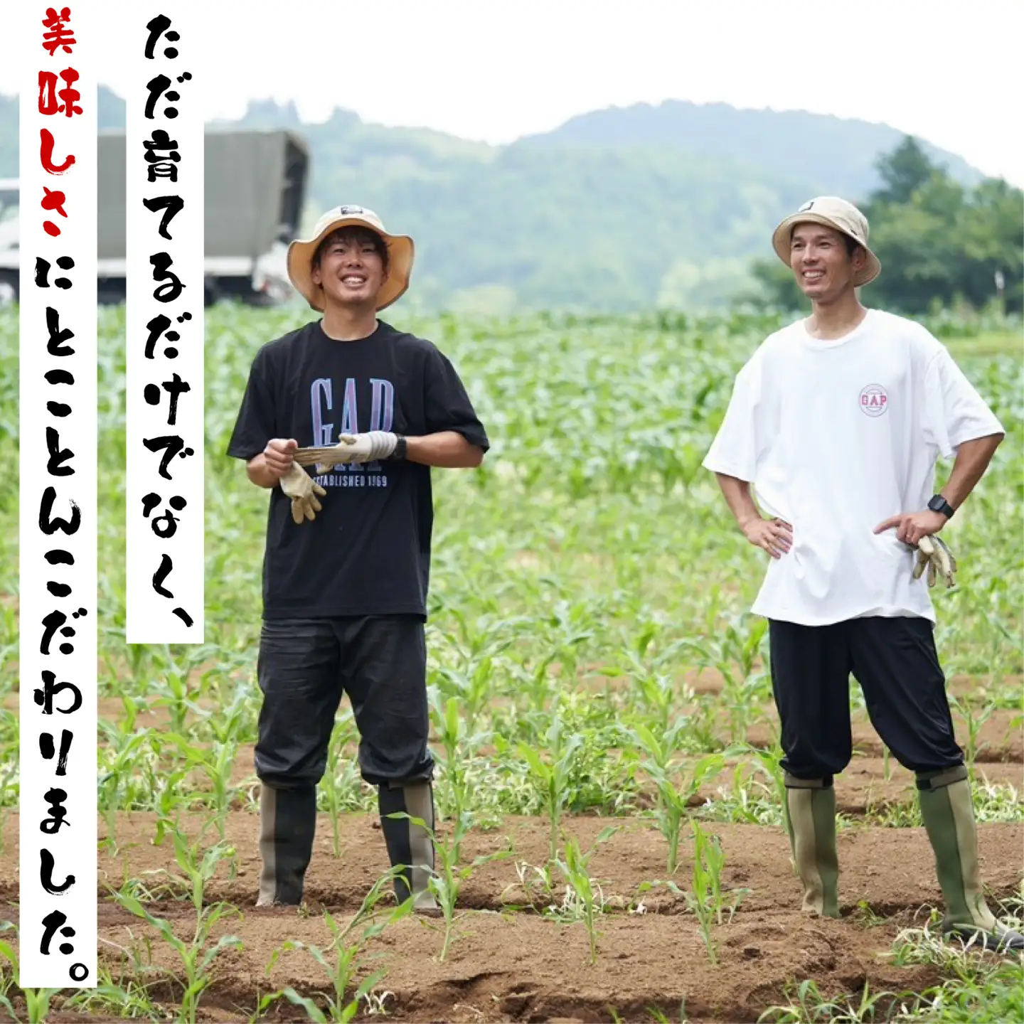【 先行予約 7月上旬～順次発送】 箱根夏風 とうもろこし ホワイト 10本～12本 約5kg スイートコーン 三島市 静岡県