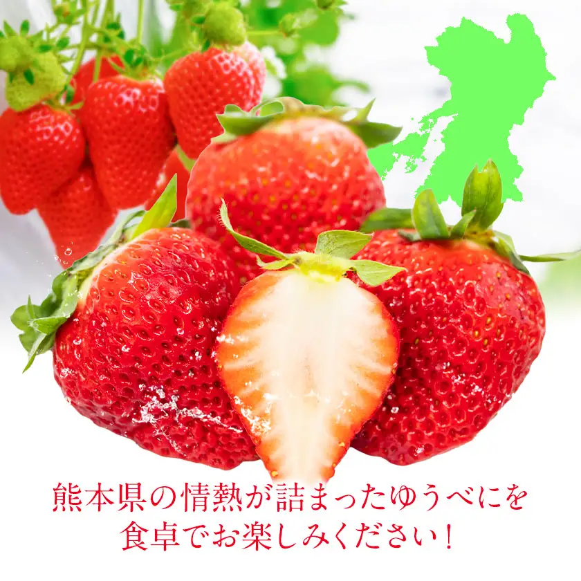 ゆうべに 約1kg 250g×4パック エフビーネット 道の駅竜北《2027年1月上旬-4月中旬頃出荷》