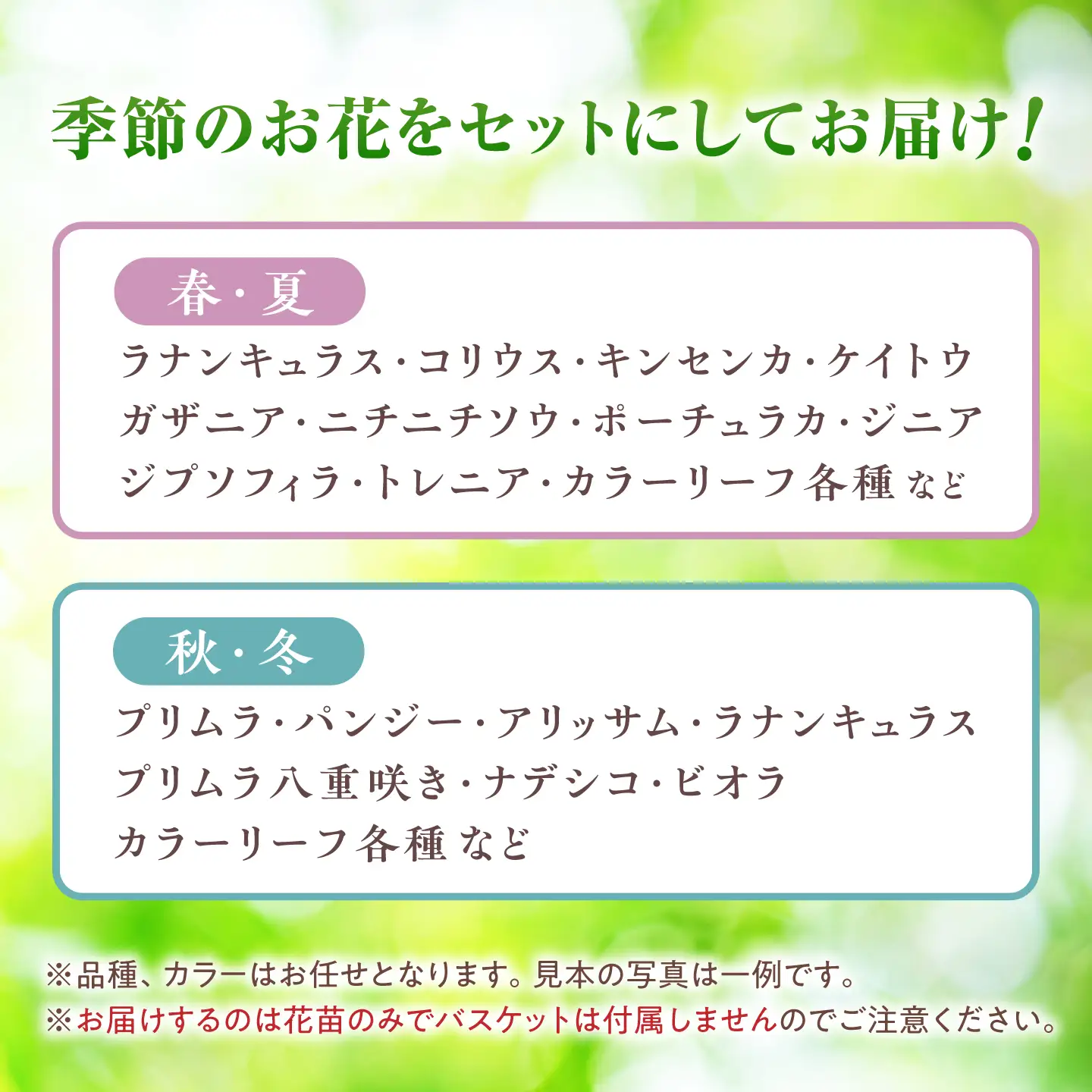 おまかせ花苗セット【M】 10-12ポット / 瑞浪市 中山園芸 セット おまかせ 苗 寄せ植え プレゼント フラワー 花 お花 花苗[AZDC011]