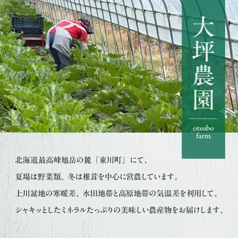 【大坪農園】夏の恵み　北海道東川町産　スイートコーン10本入り