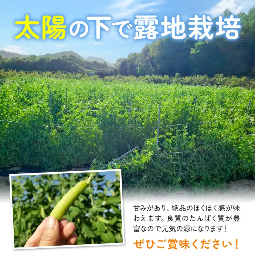 うすいえんどう 約2kg うえやまファーム《2027年4月上旬-5月下旬頃出荷》