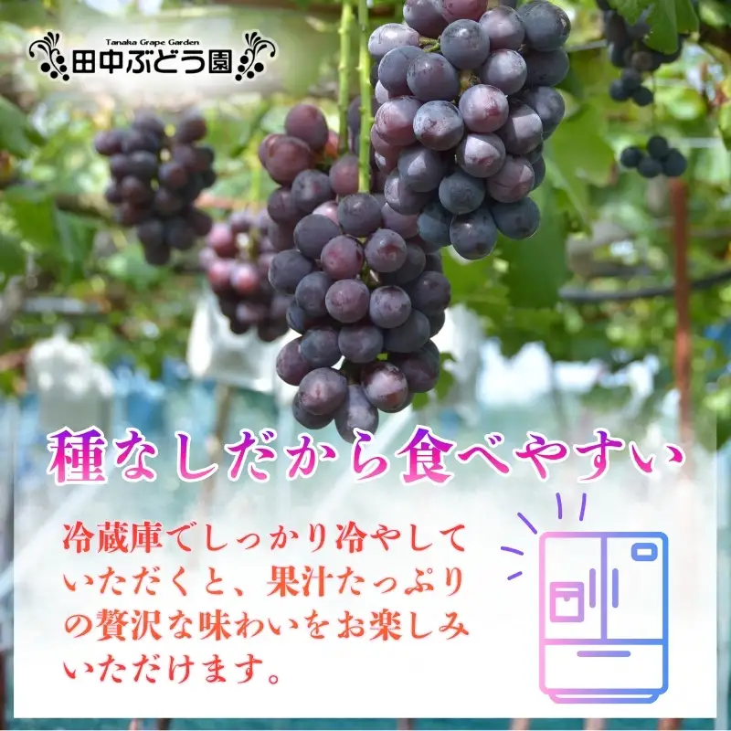 【2026年8月中旬頃出荷分先行予約】ぶどう ピオーネ ぶどう詰め合わせ 厳選 ピオーネ 約2.0kg（3～4房）