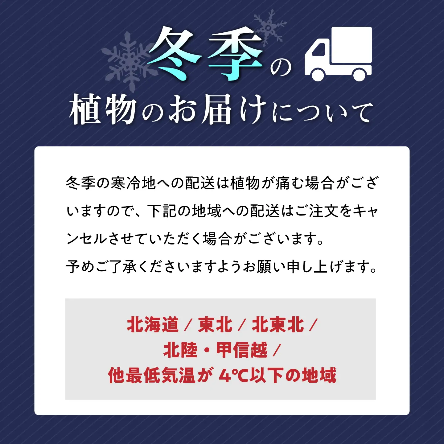 ガジュマル3号　ボール型陶器鉢（白）観葉植物 大村市 琴花園 /観葉植物 室内 観葉 植物 ガジュマル インテリア 小さめ[ACYK047]