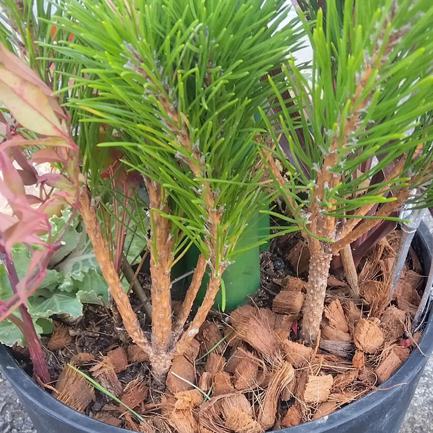 【先行予約】お正月寄せ植え 大村市 アトリウム琴花園/縁起物 年末年始 お正月飾り 門松 お正月 記念 お祝い インテリア[ACZZ013]