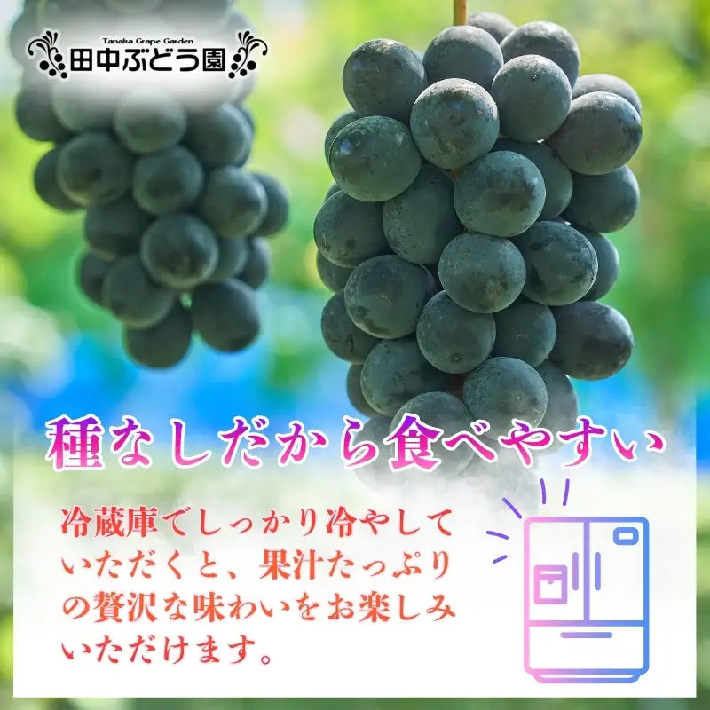 【2026年8月中旬頃先行予約】ぶどう 巨峰 ぶどう詰め合わせ 厳選 巨峰 約2.0kg（4～5房）