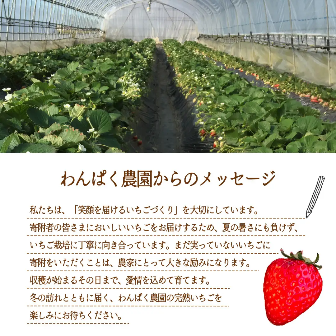 【2027年1月発送】 とちおとめ 約1120g （280g × 4パック）(BT002)