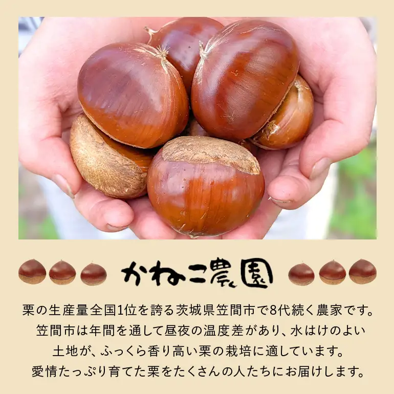 訳あり荒むき栗（500g×1パック） JO-022