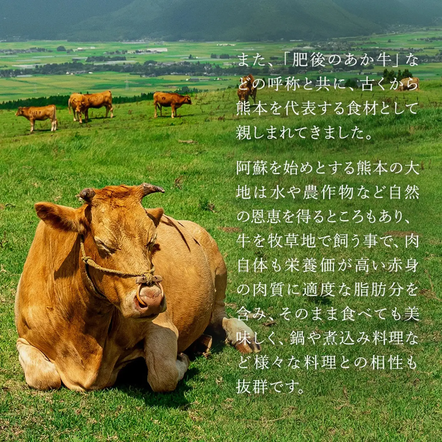 【ワイエスフード】あか牛 ローストビーフ 300g 150g×2 専用ソース付 和牛 国産 日本産 熊本県産 赤身 旨み 小分け ご馳走 ご自宅用 ギフト 贈り物 小国町 阿蘇 熊本 チルド 冷凍