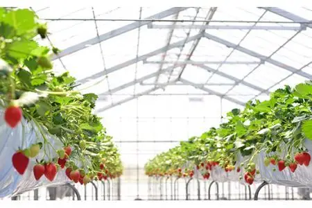 完熟冷凍いちご 約1kg ＜数量限定！！＞ フレッシュベリーの完熟冷凍いちご！大中小サイズ混合約１kg やよいひめ・かおり野・紅ほっぺ・もういっこ ≪イチゴ 苺 ジャム ヨーグルト おやつ≫