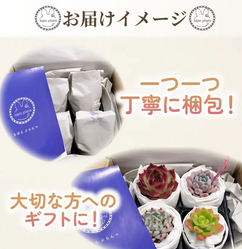 多肉植物【極み】らぱんぷらんつ プレミアムコレクション4種 土付き苗