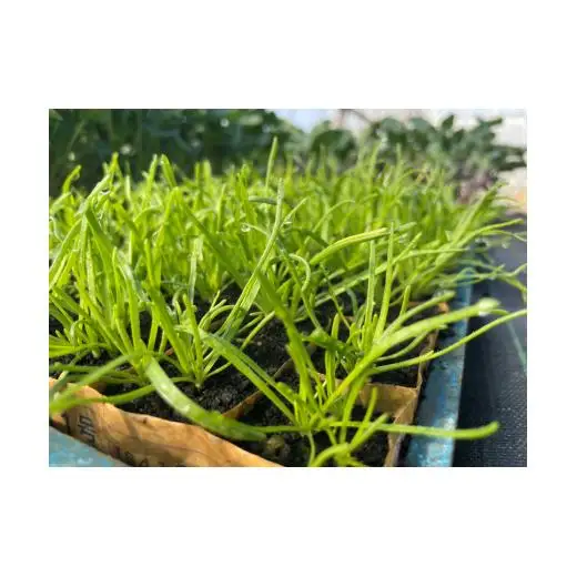 【戸張農園】厳選おまかせ野菜セット