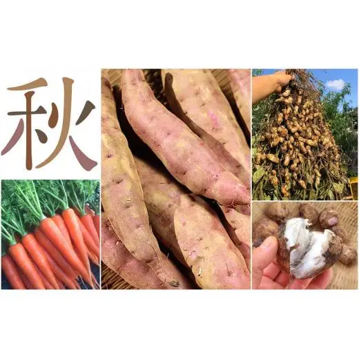 AE001 季節のおまかせ野菜セット