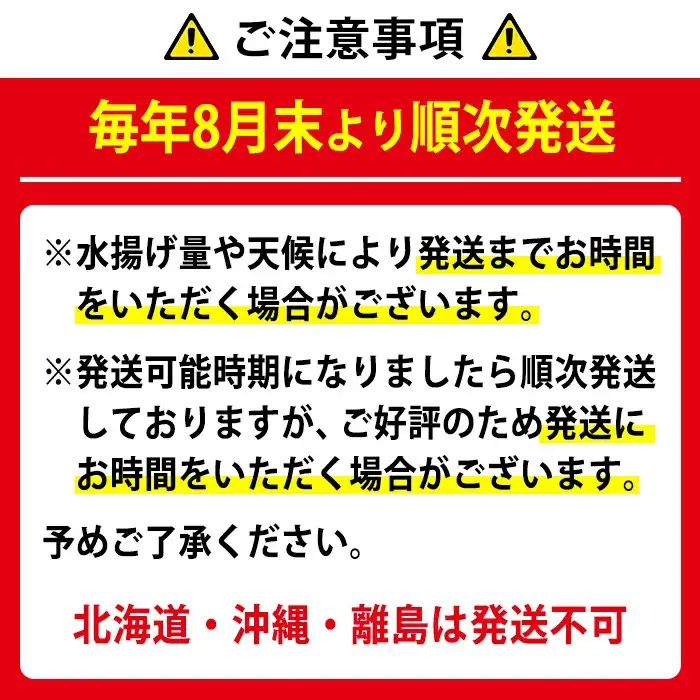 【0683209a】＜訳あり＞朝獲れ発送！鮮魚問屋が厳選した氷締め伊勢海老(2～5尾・総量2kg以上) 伊勢エビ 伊勢えび 刺身 さしみ えび 海老 魚介類 海鮮 刺身 塩焼き 訳あり 訳アリ 【江川商店】
