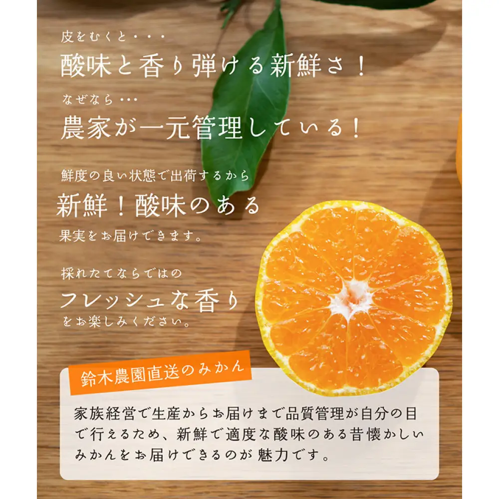 【定期便3か月】紀州産みかん「早生・蔵出し」農園直送 3kg SMLサイズ｜みかん