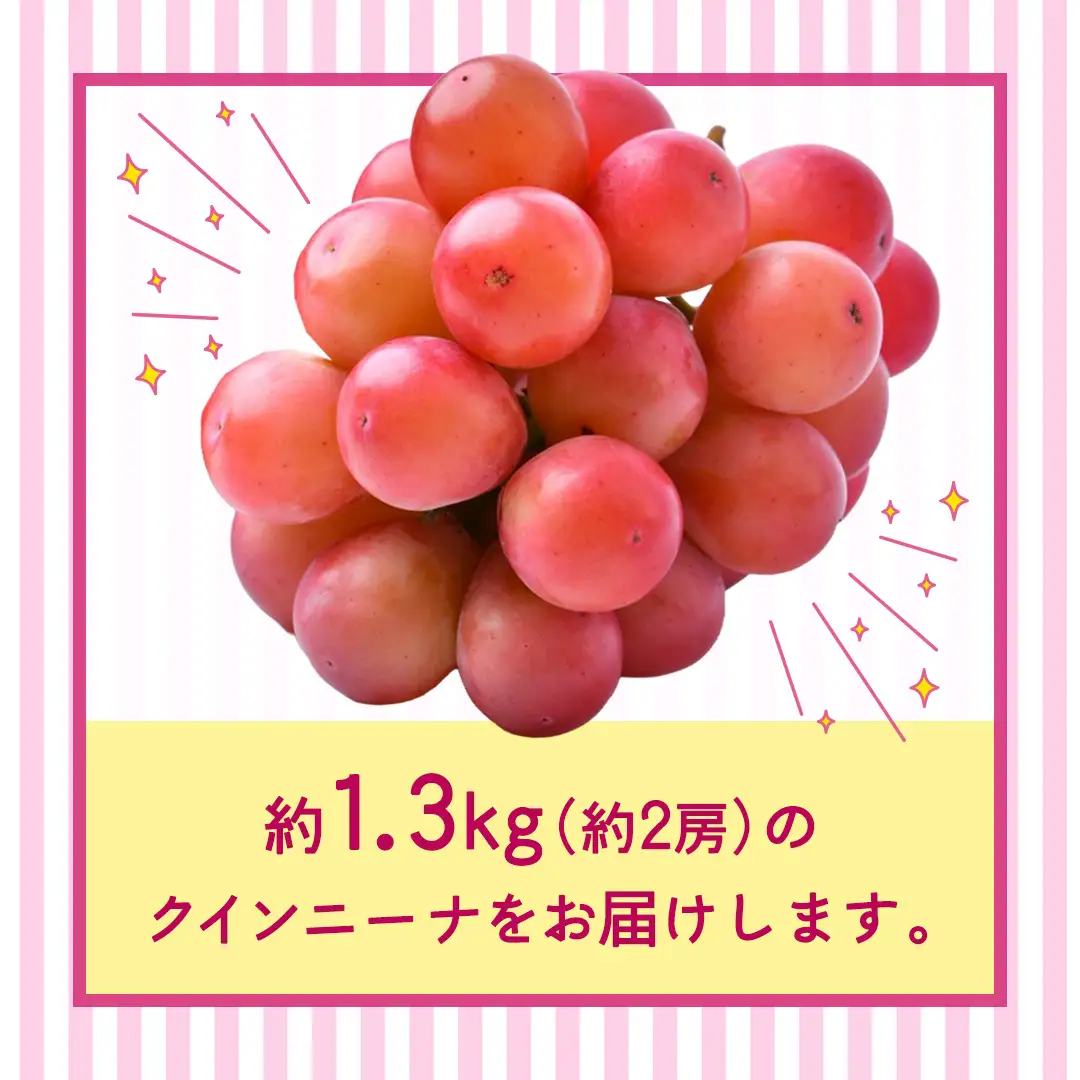 クインニーナ 約1.3kg（約2房） 【2026年8月より発送開始】（茨城県共通返礼品 [ぶどう]：結城市産）