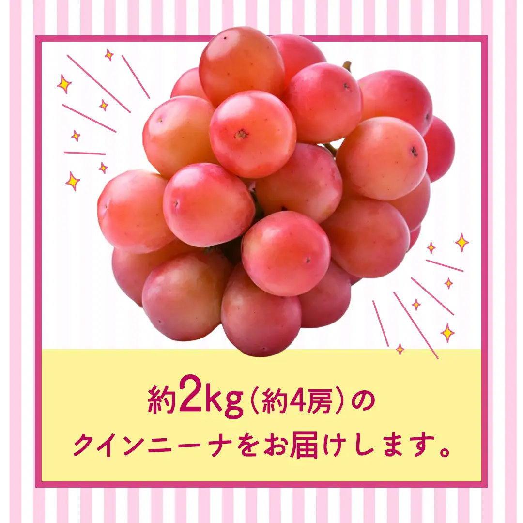 クインニーナ 約2kg（約4房） 【2026年8月より発送開始】 （茨城県共通返礼品 [ぶどう]：結城市産）