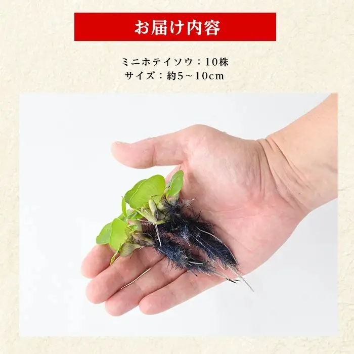 10営業日以内に発送 温水育ちミニホテイソウ10株 ※北海道・沖縄・離島配送不可※ otofarm IB148-011 水草 水草