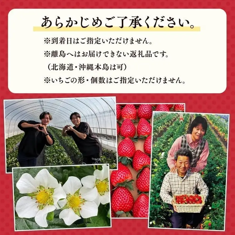 栃木おいしい会のいちご（とちあいか）260g×10パック（2600g）｜栃木県共通返礼品 栃木県産 ※2027年1月～発送